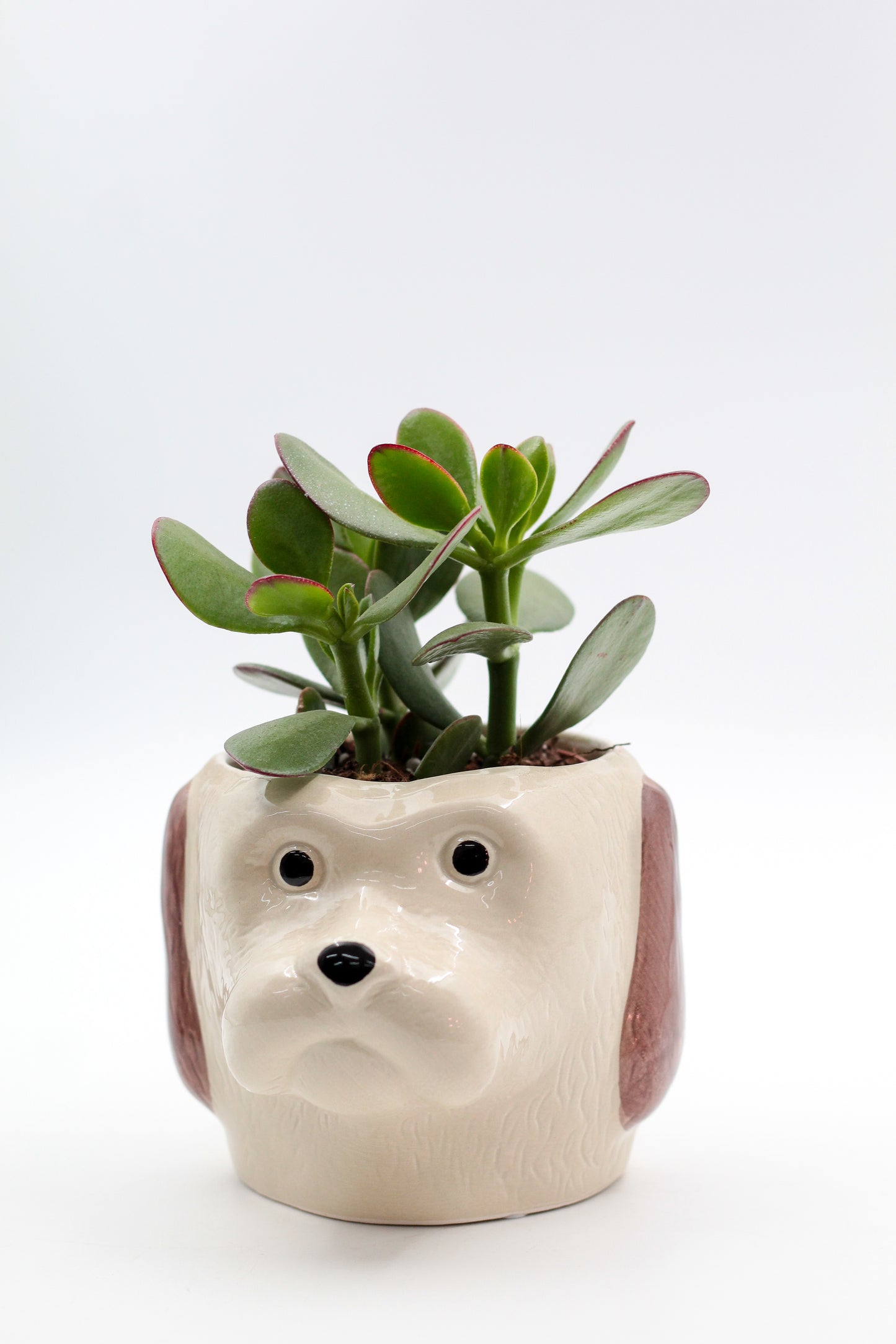 Ø12 Dog "Happy pots"