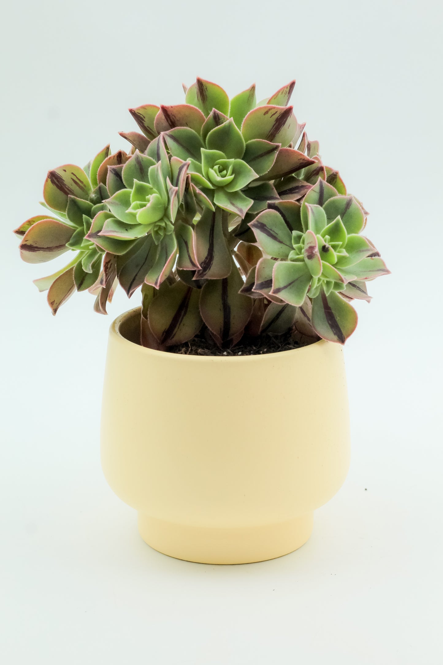 Ø12 Yellow Guus
