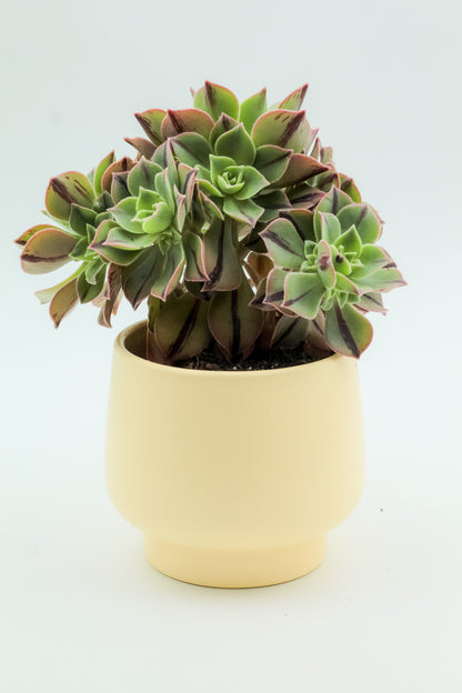 Ø12 Yellow Guus