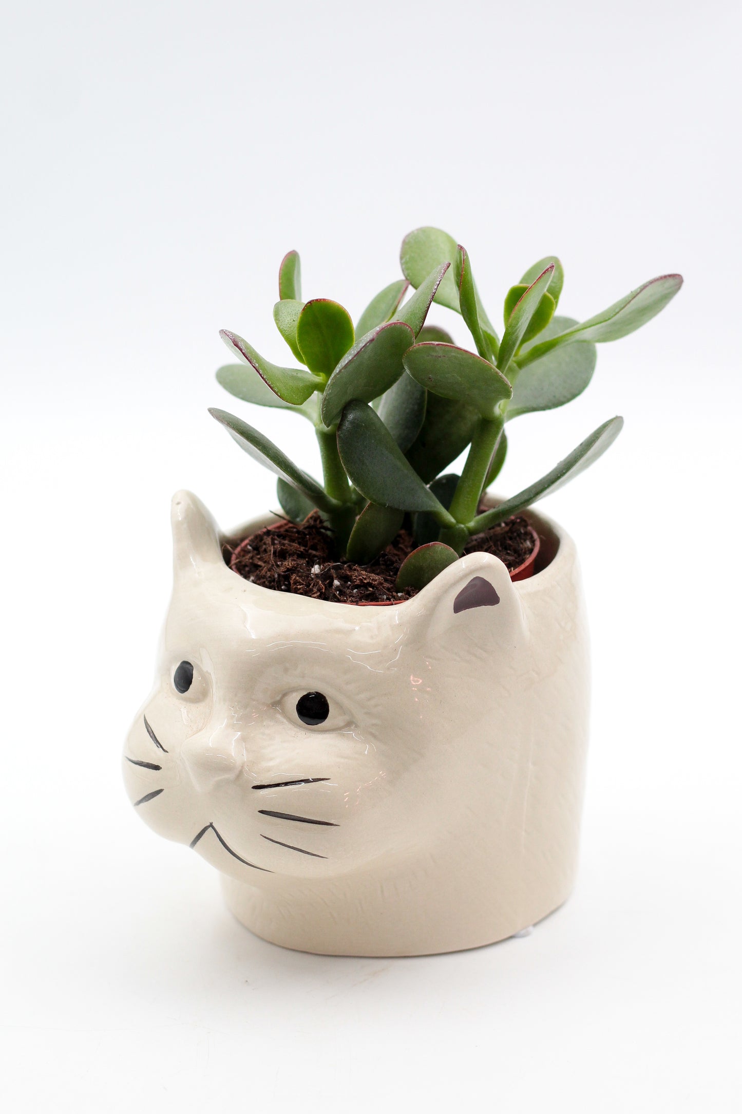 Ø12 Cat "Happy pots"