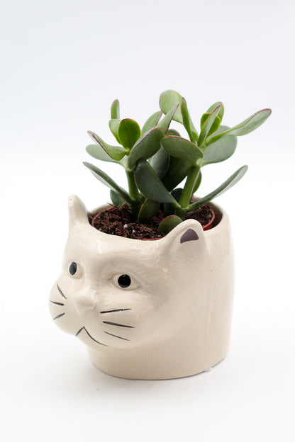 Ø12 Cat "Happy pots"