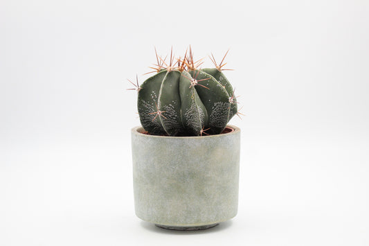 Ø12 grey Gijs