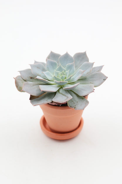 Ø5.5 baby terracotta pot with saucer