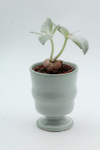 Ø8 Goblet Gert