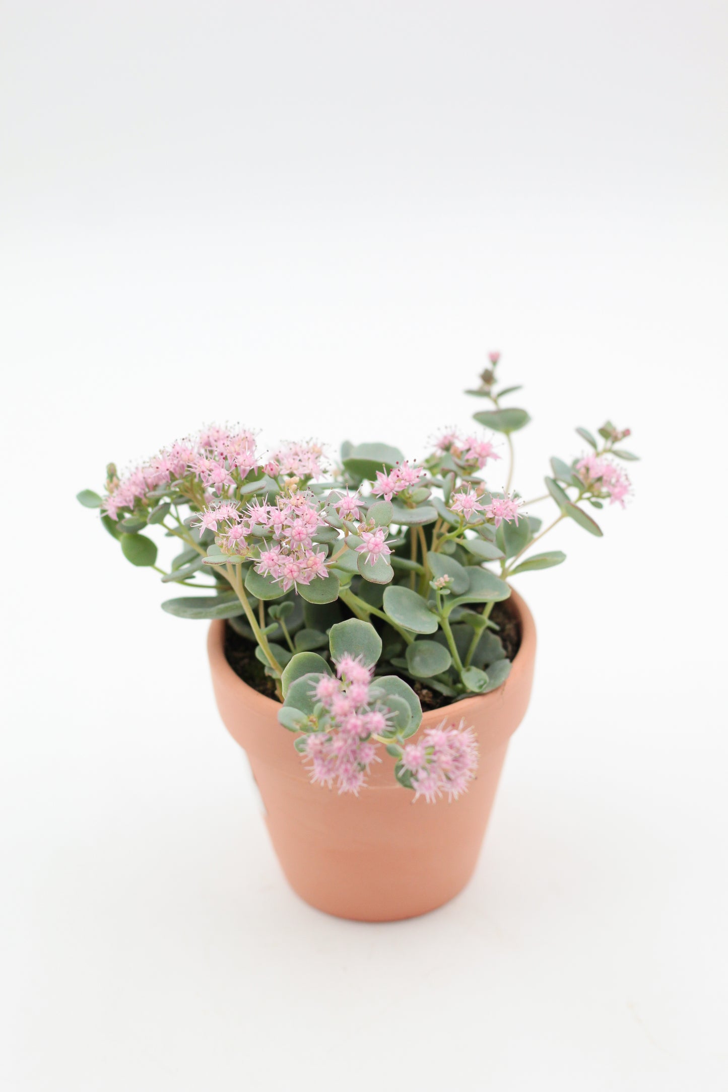 Ø8.5 terracotta outdoor pot