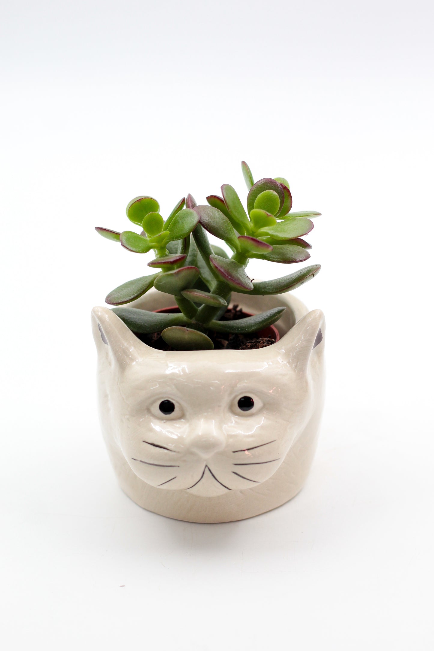 Ø9 Cat or dog? "Happy pots"