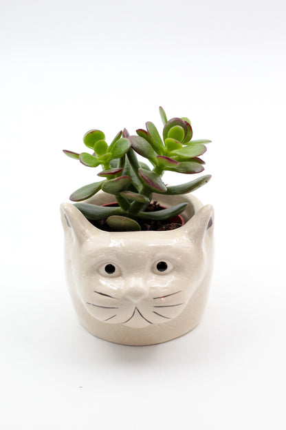 Ø9 Cat or dog? "Happy pots"