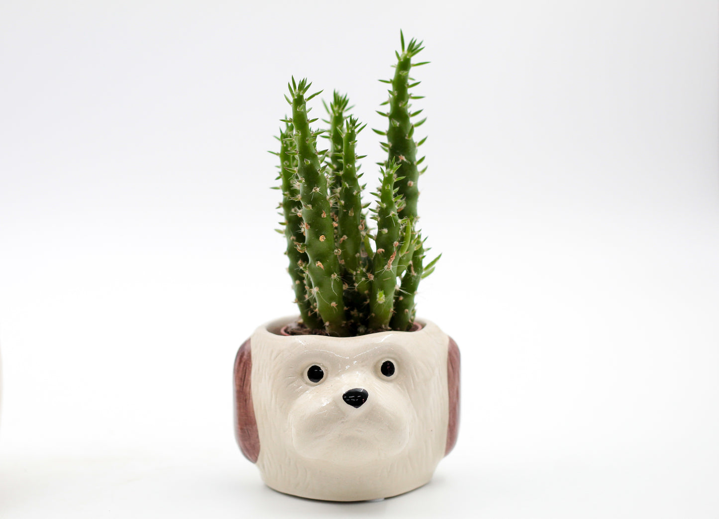 Ø9 Cat or dog? "Happy pots"