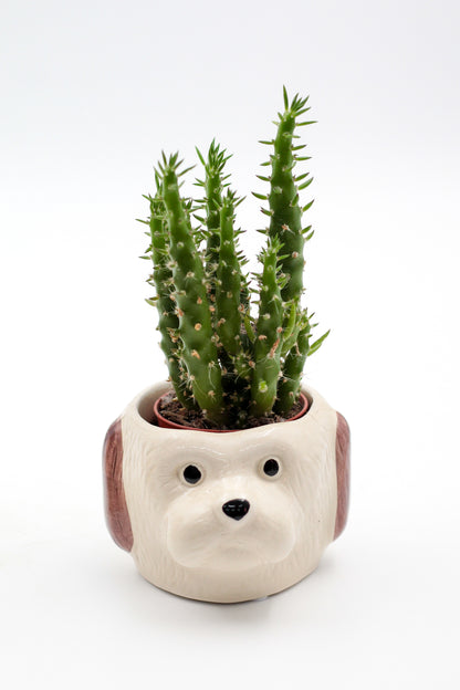 Ø9 Cat or dog? "Happy pots"