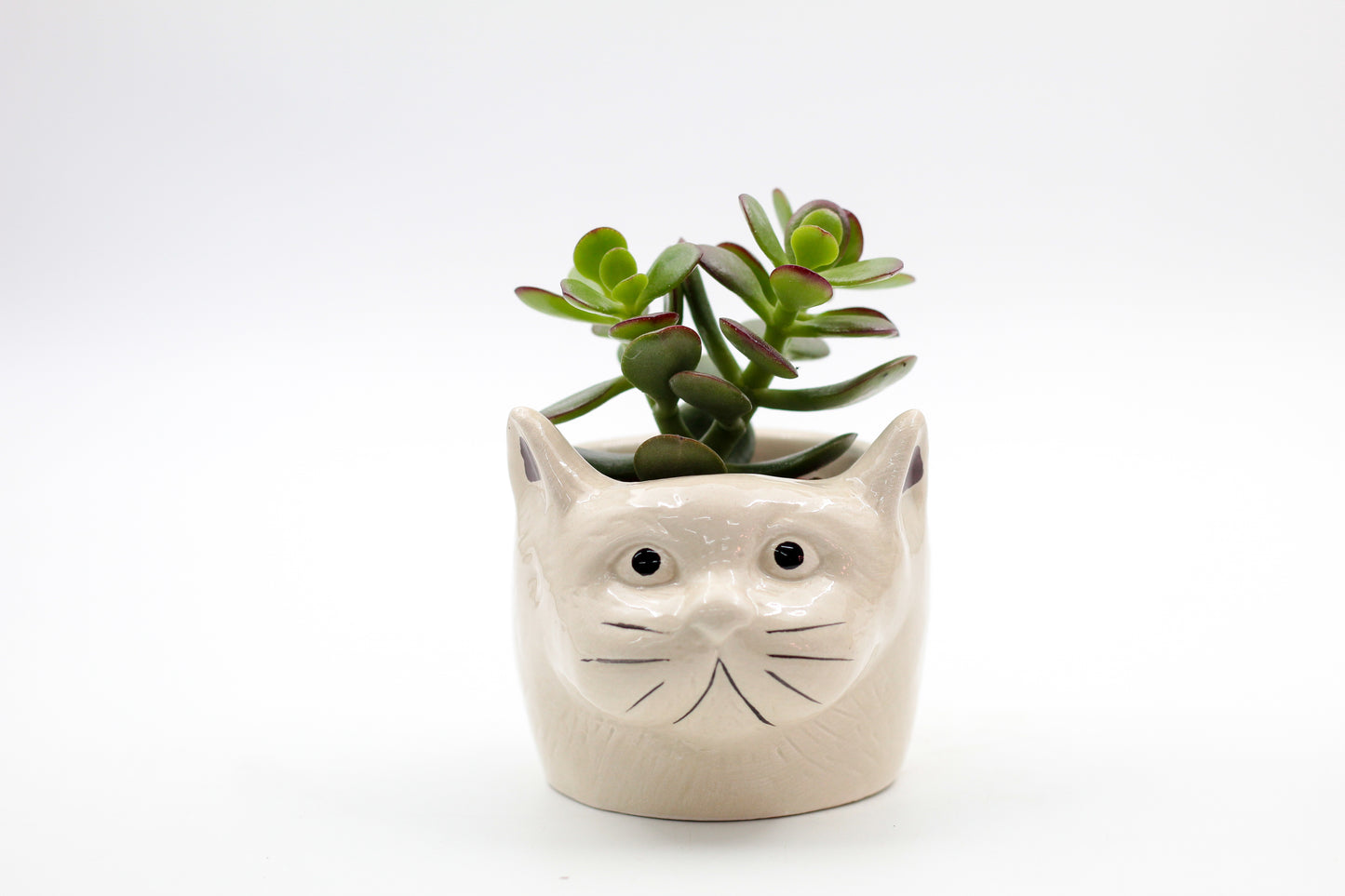 Ø9 Cat or dog? "Happy pots"
