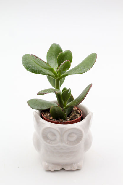 Ø9 Oehoe "Happy pots"