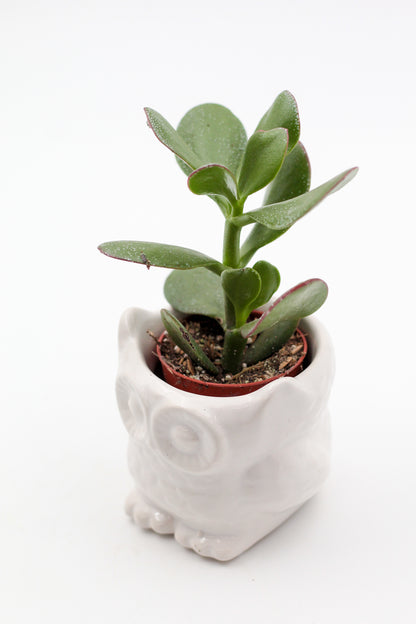 Ø9 Oehoe "Happy pots"