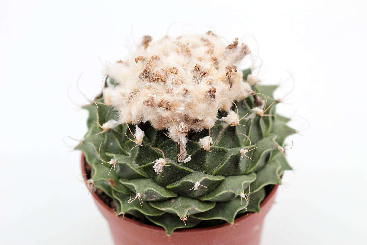 Obregonia denegrii (oude planten)