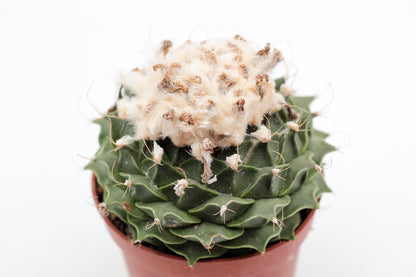 Obregonia denegrii (oude planten)