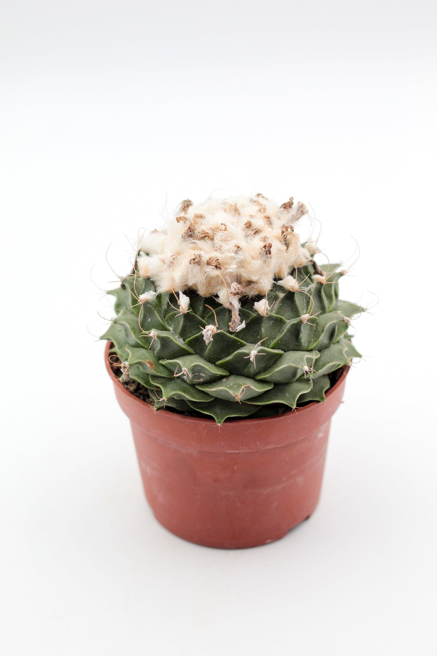 Obregonia denegrii (oude planten)