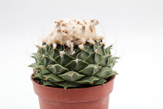 Obregonia denegrii (oude planten)