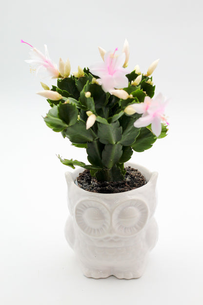 Ø12 Oehoe "Happy pots"