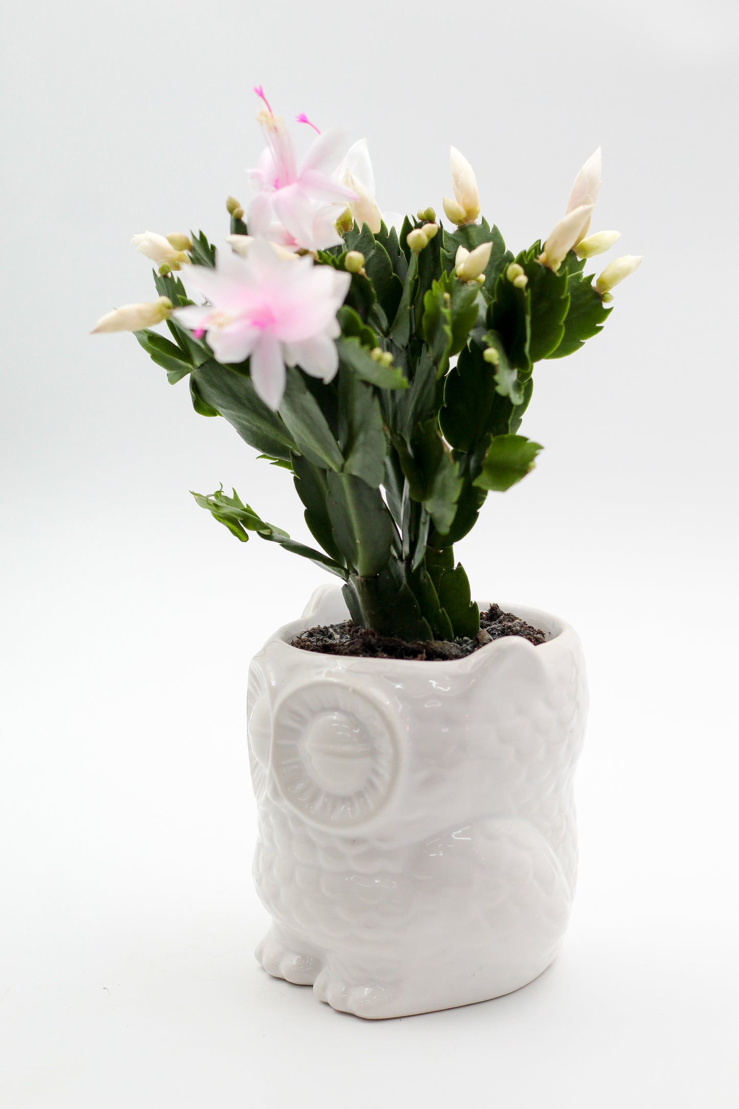 Ø12 Oehoe "Happy pots"