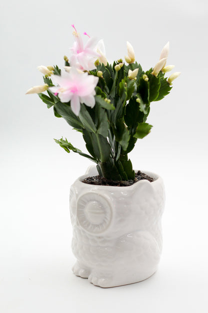 Ø12 Oehoe "Happy pots"