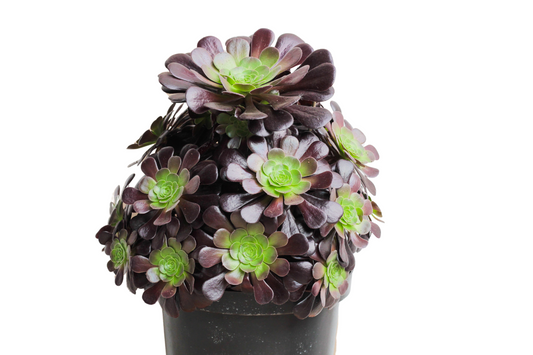 Aeonium Arboreum Velour