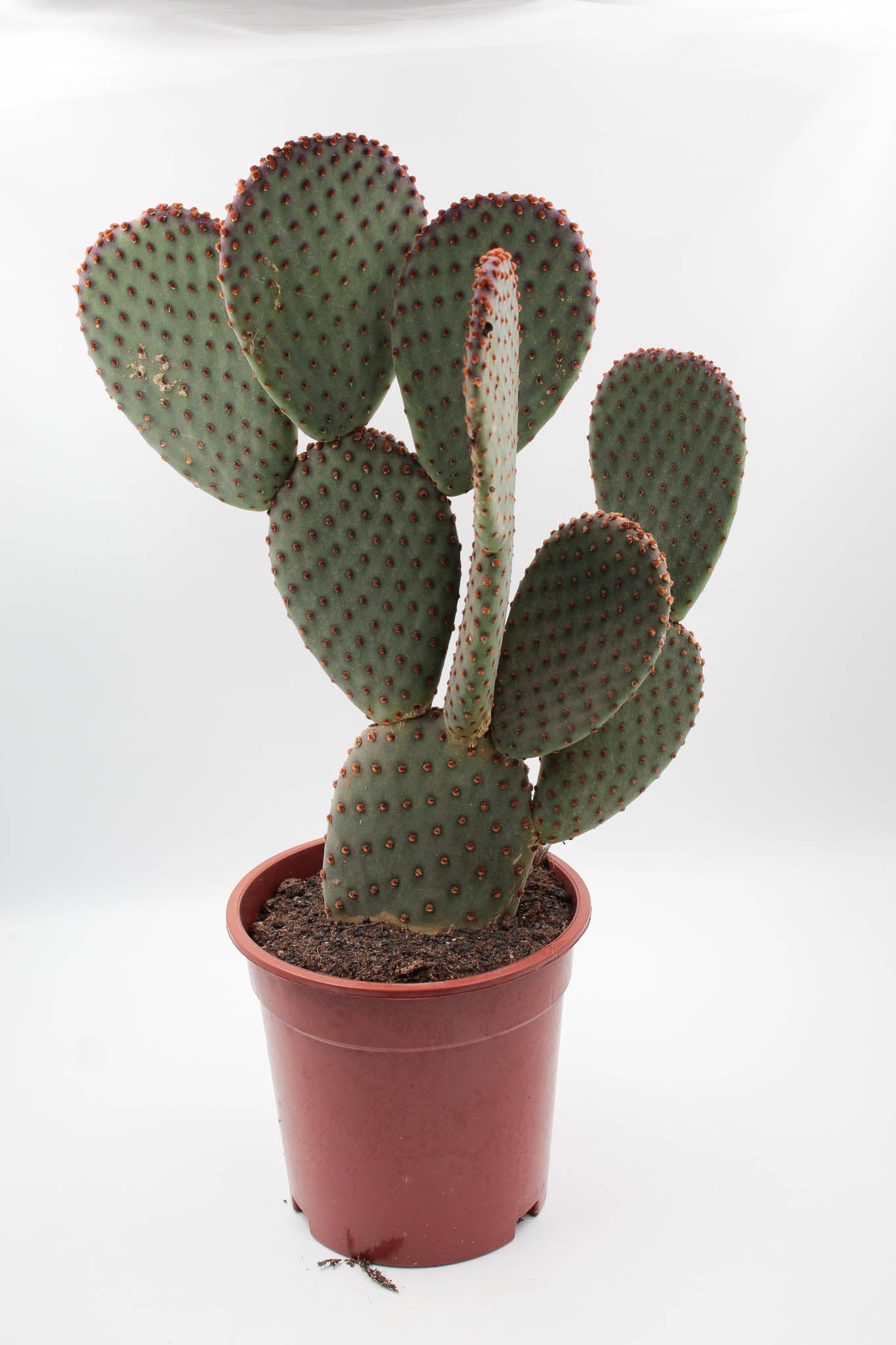 Opuntia Basilaris groot