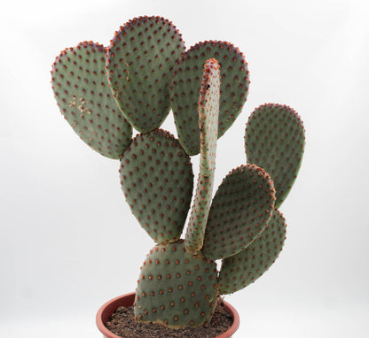 Opuntia Basilaris groot