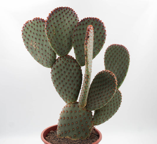 Opuntia Basilaris groot