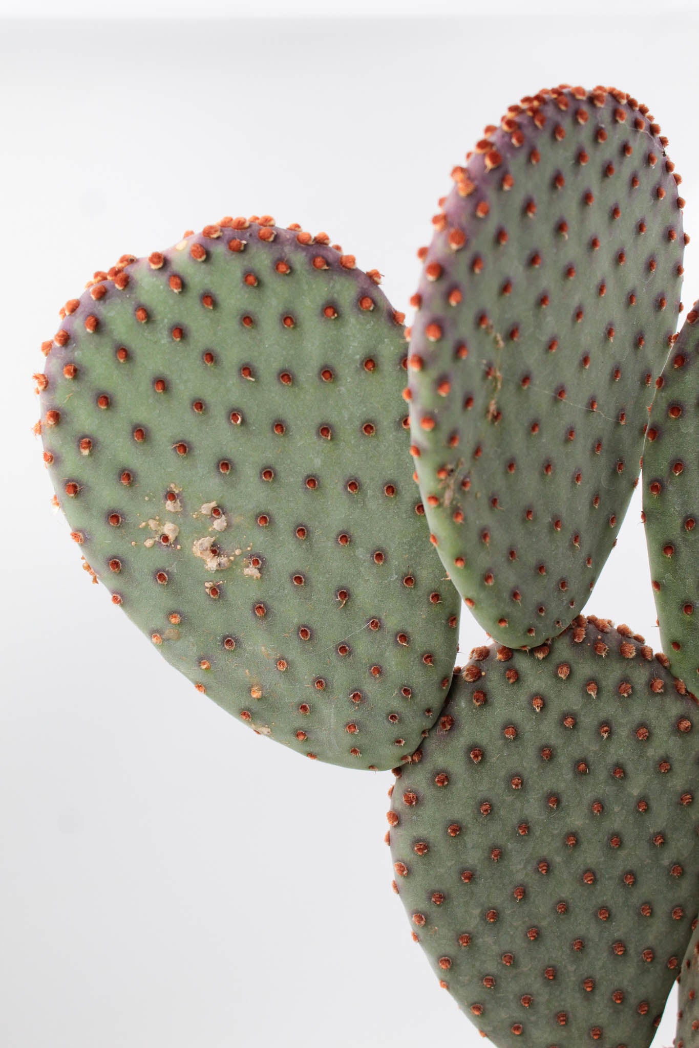 Opuntia Basilaris groot