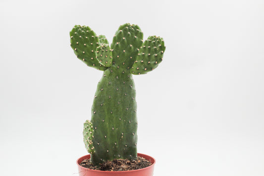 Opuntia Consolea Rubescens