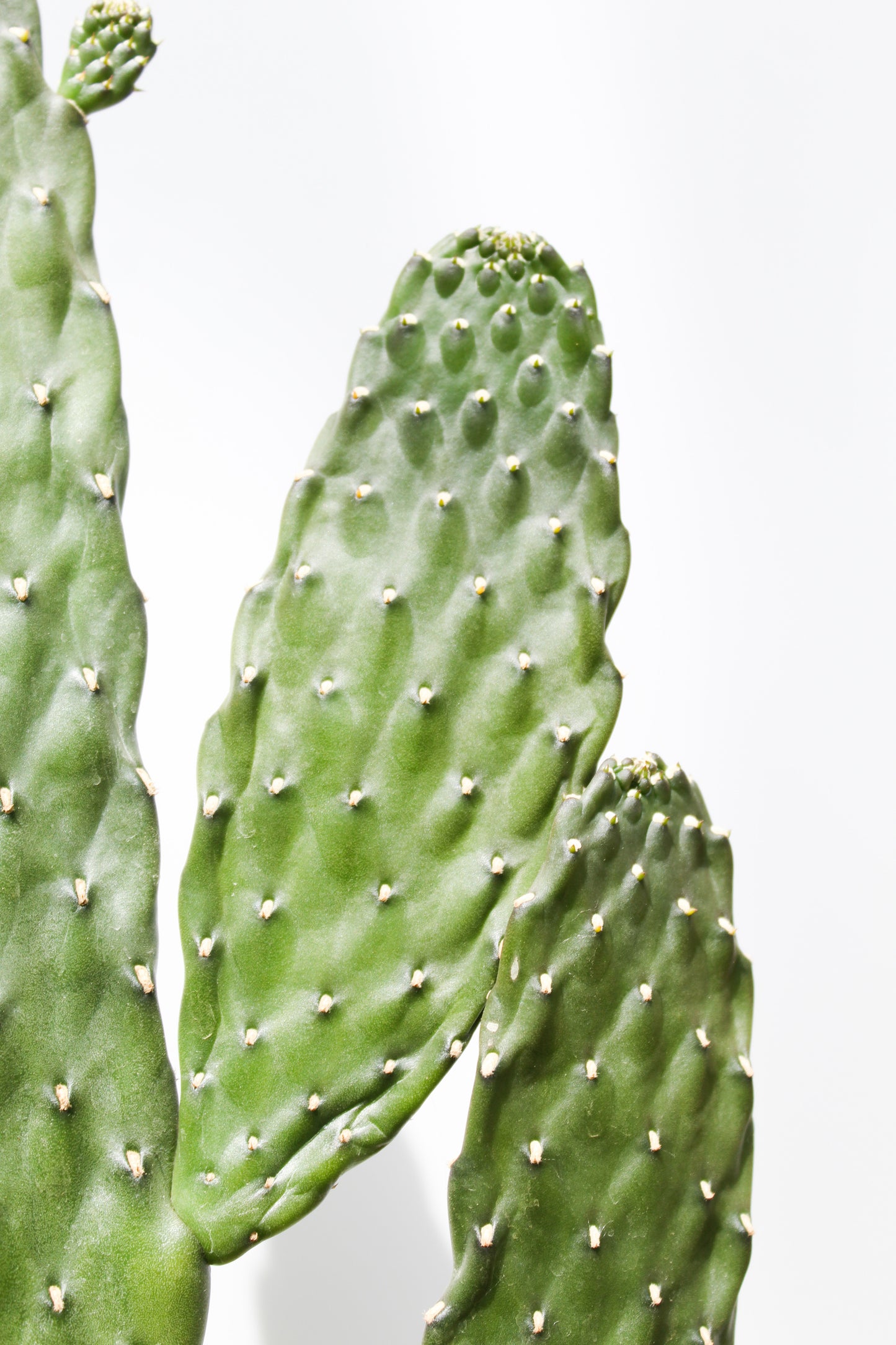 Opuntia Consolea Rubescens