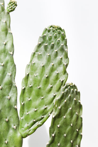 Opuntia Consolea Rubescens