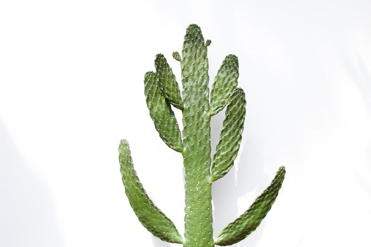 Opuntia Consolea Rubescens