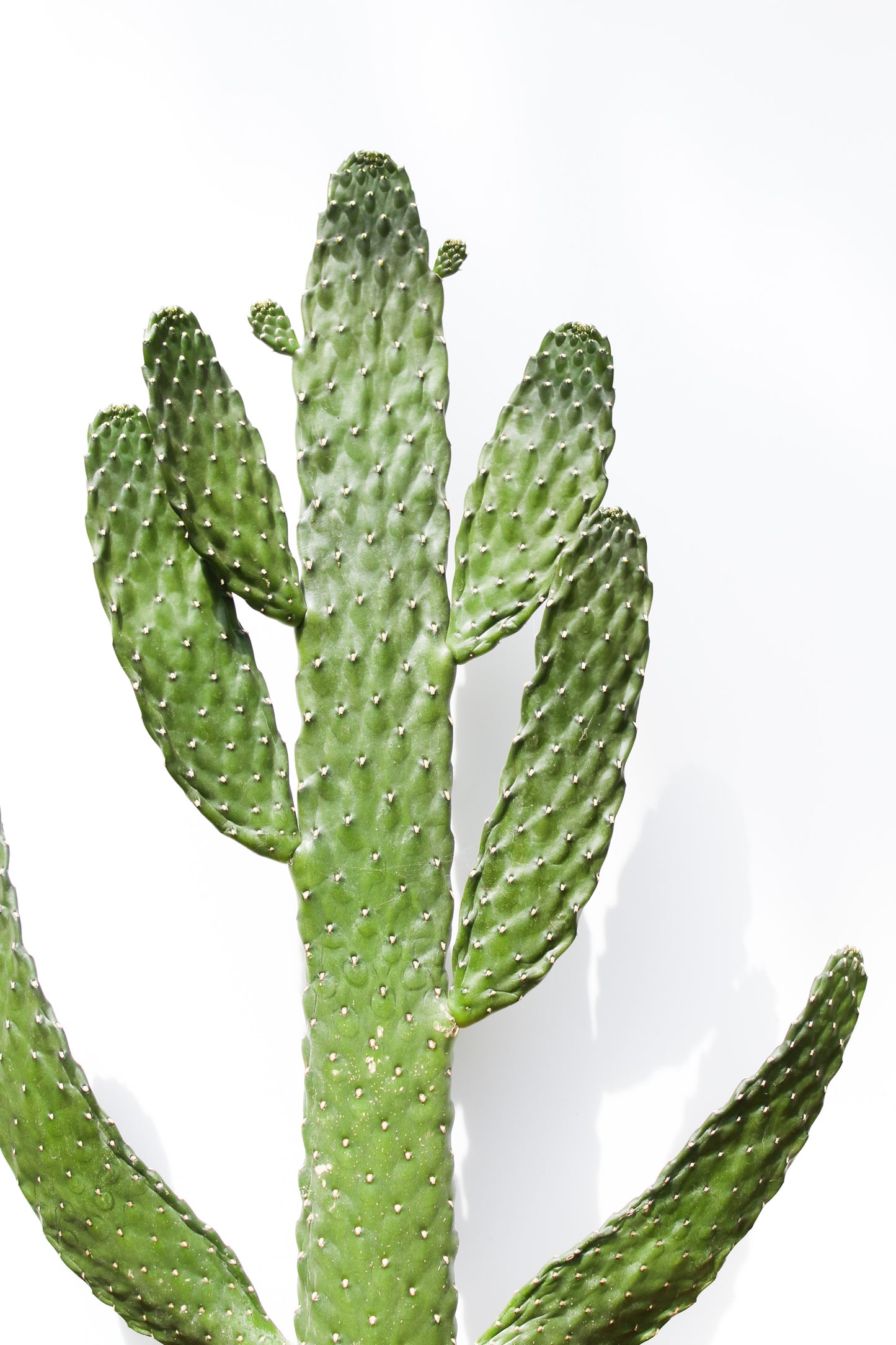 Opuntia Consolea Rubescens