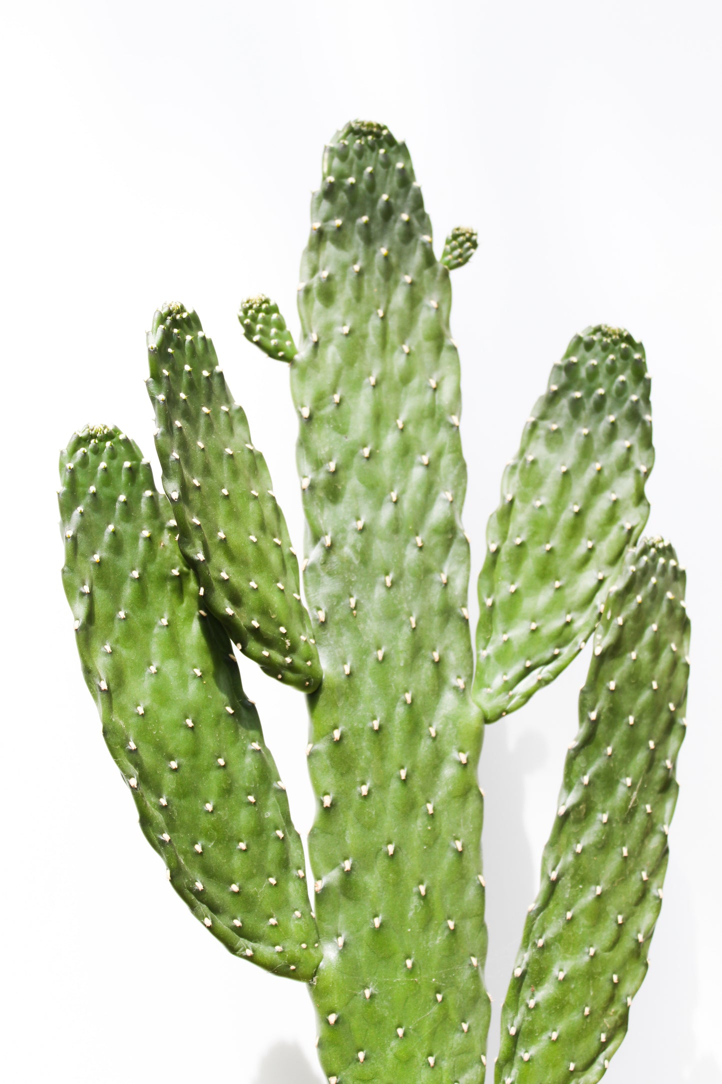 Opuntia Consolea Rubescens