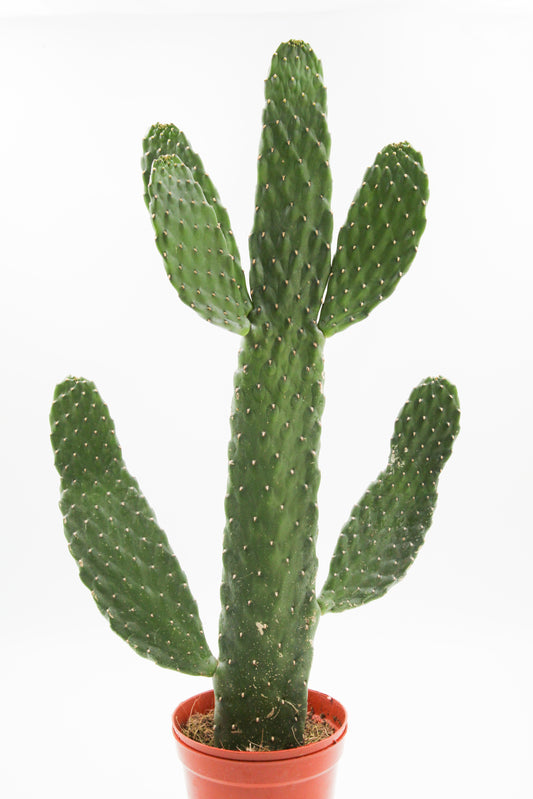 Opuntia Consolea Rubescens