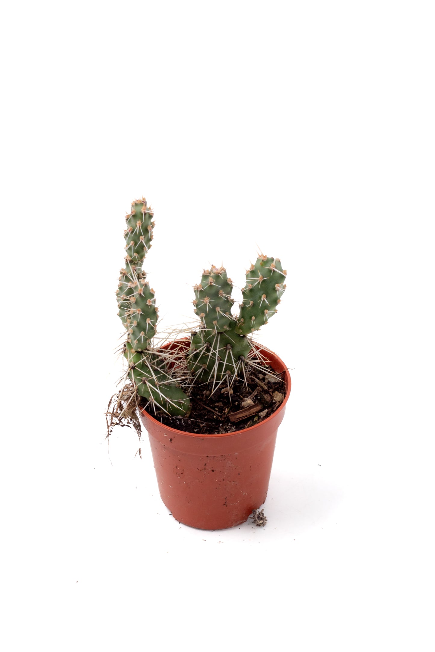 Opuntia Fragilis cv. Freising