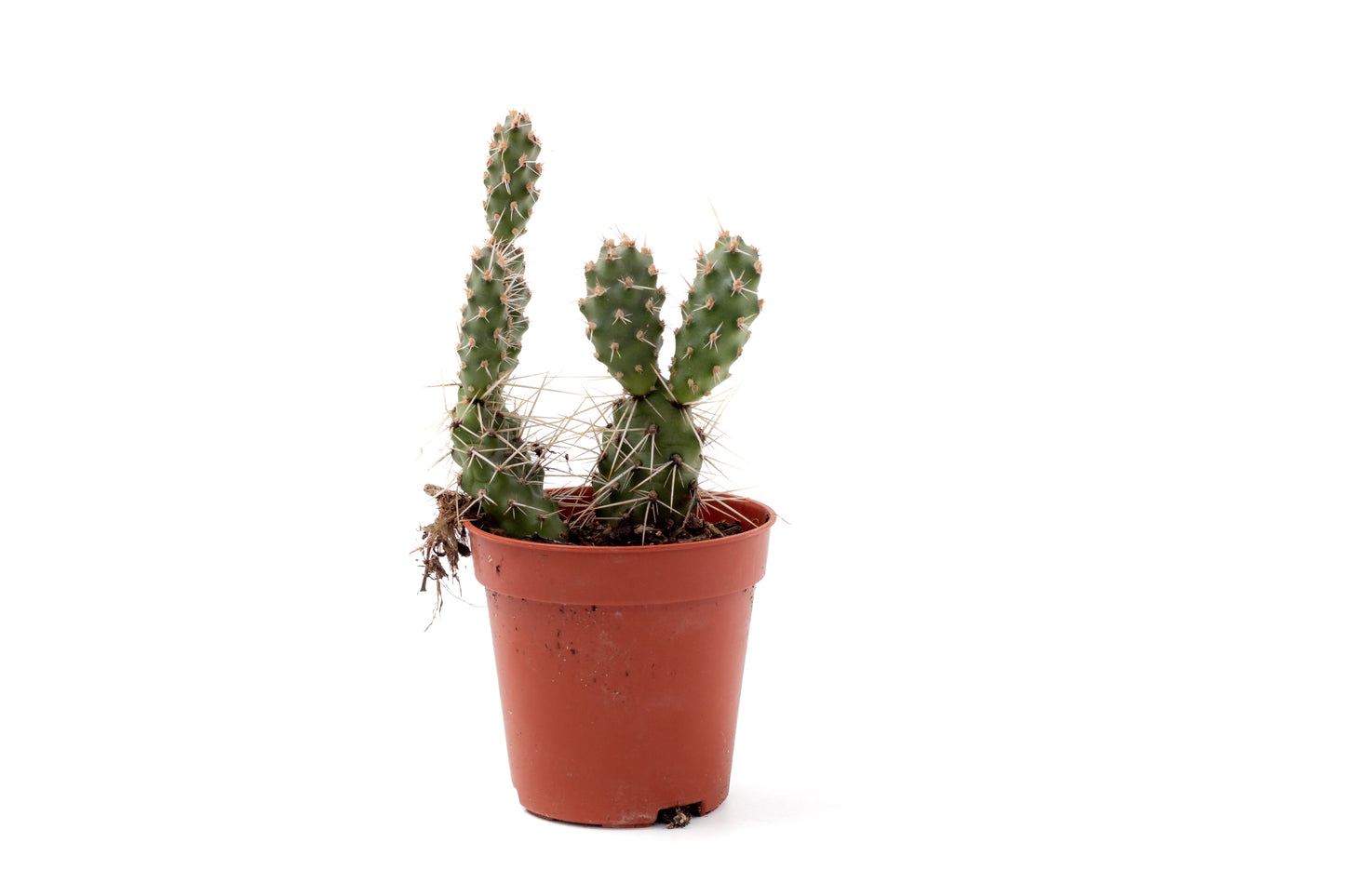 Opuntia Fragilis cv. Freising