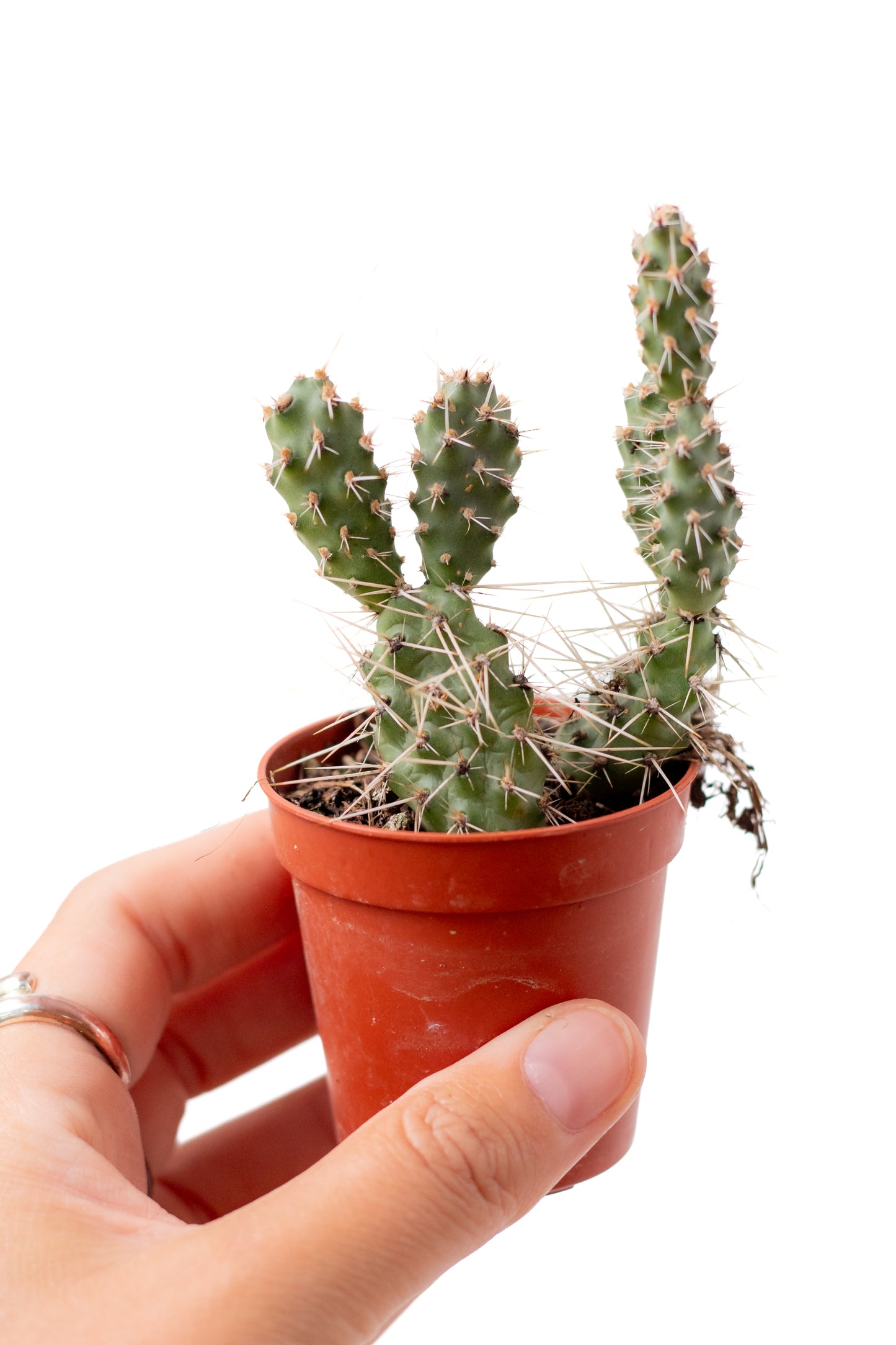 Opuntia Fragilis cv. Freising