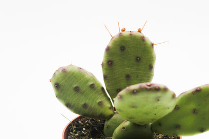 Opuntia humifusa