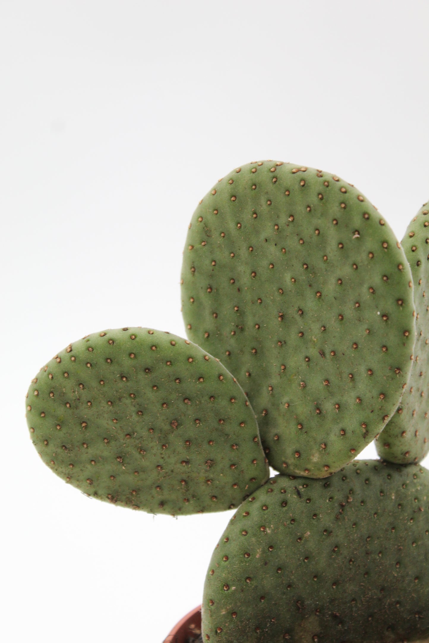 Opuntia Inamoena