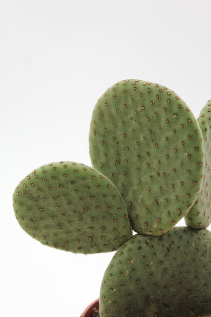 Opuntia Inamoena