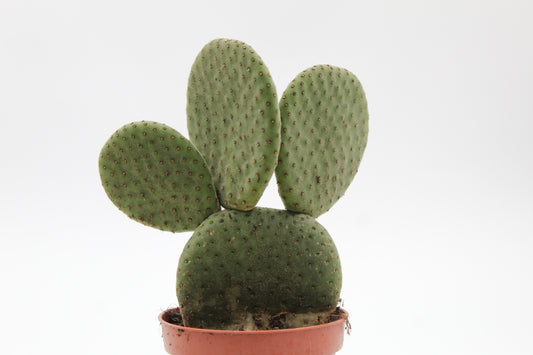 Opuntia Inamoena