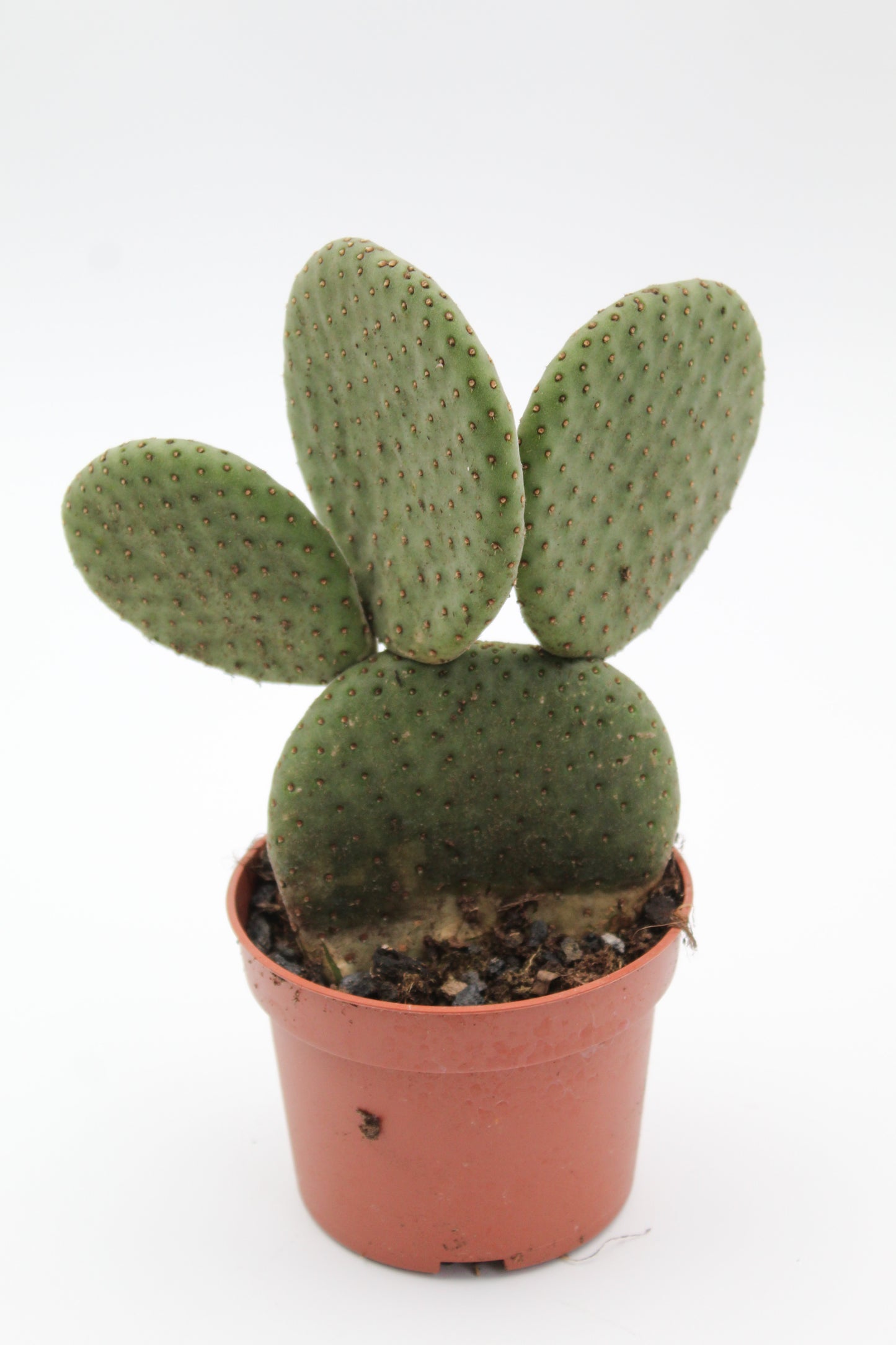 Opuntia Inamoena