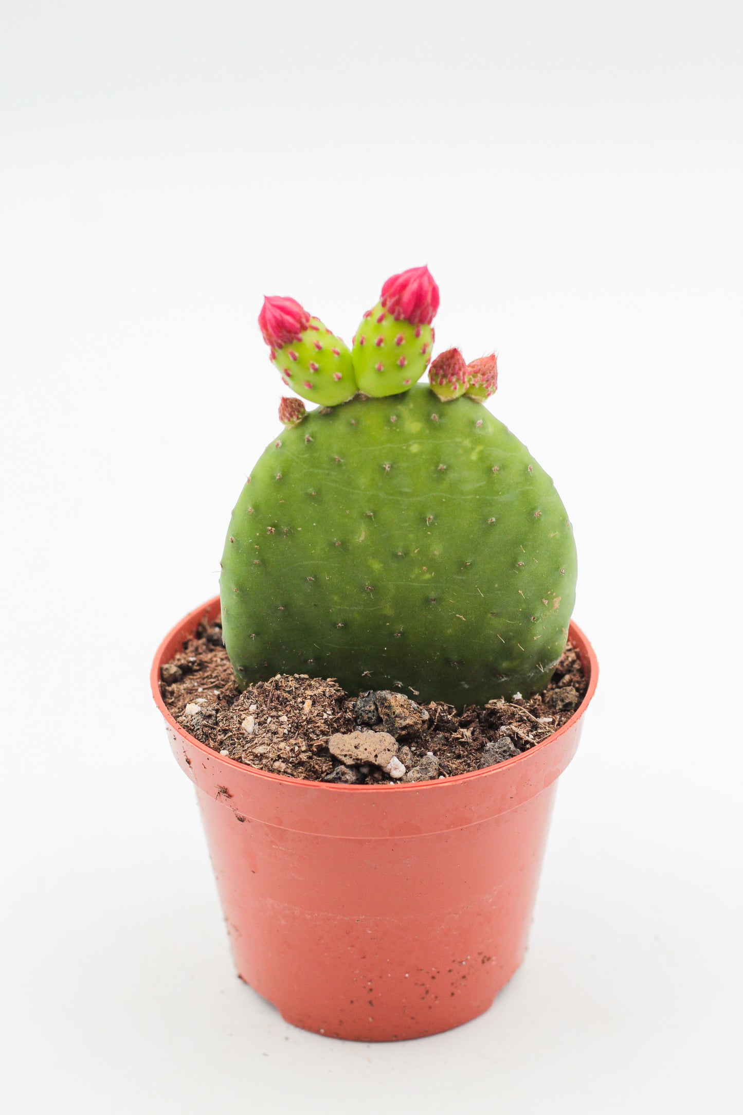 Opuntia Inamoena flowering