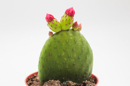 Opuntia Inamoena flowering