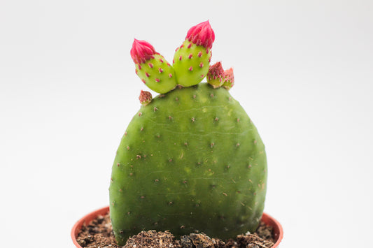 Opuntia Inamoena flowering