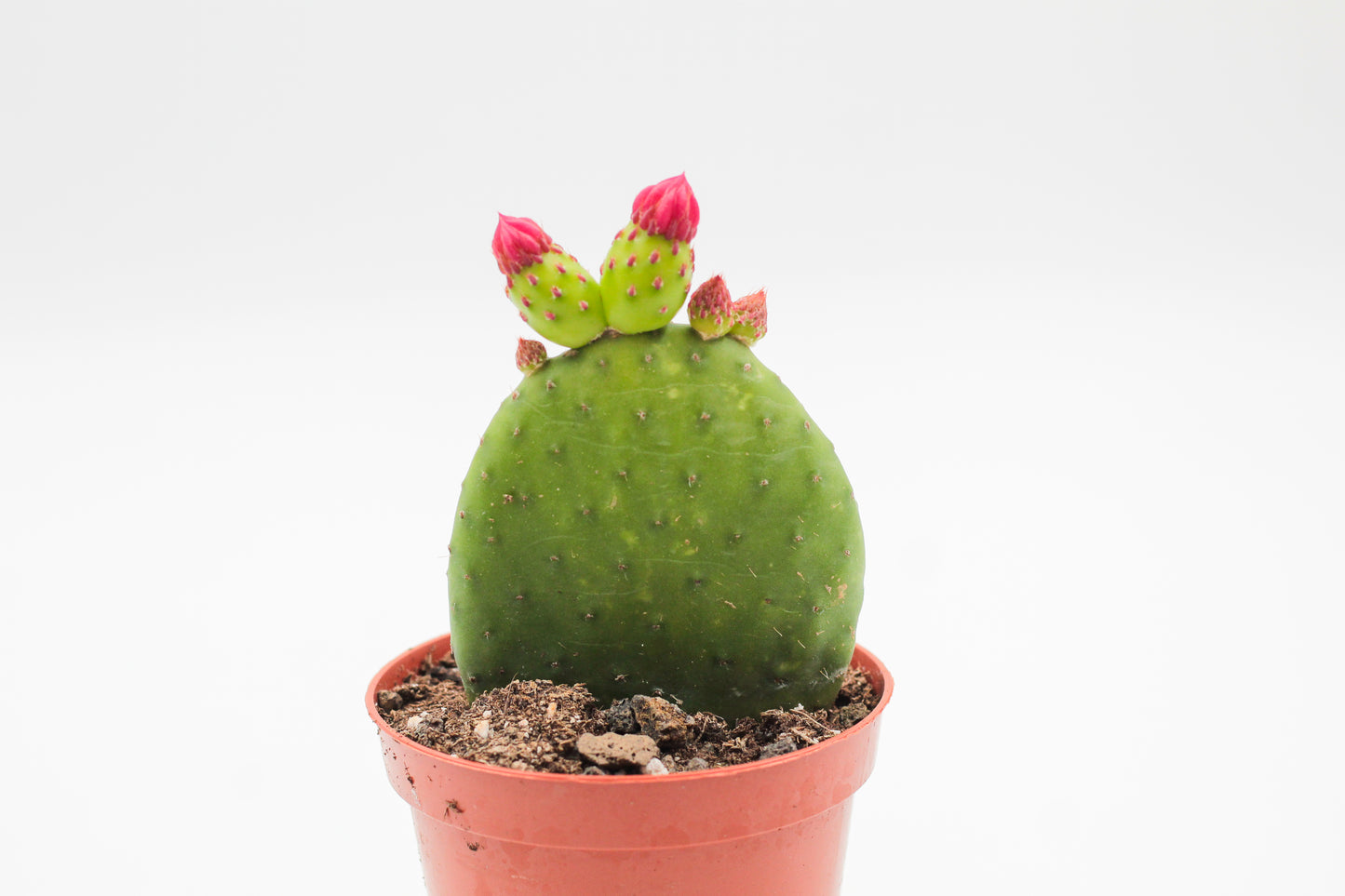 Opuntia Inamoena flowering