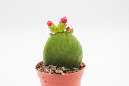 Opuntia Inamoena flowering