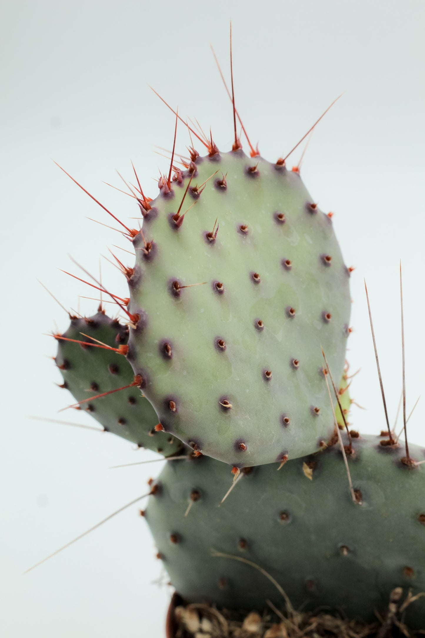 Opuntia Macrocentra