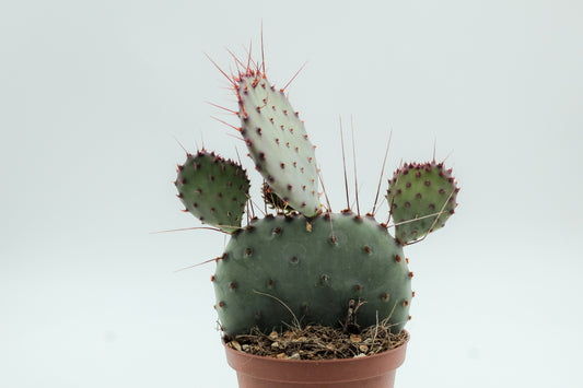 Opuntia Macrocentra